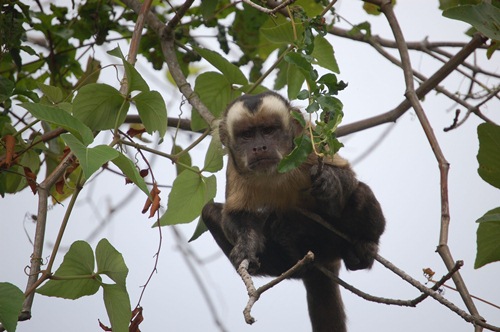 bolivias amazon tour nick monkey1