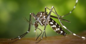 Effektiver Mückenschutz in den Tropen